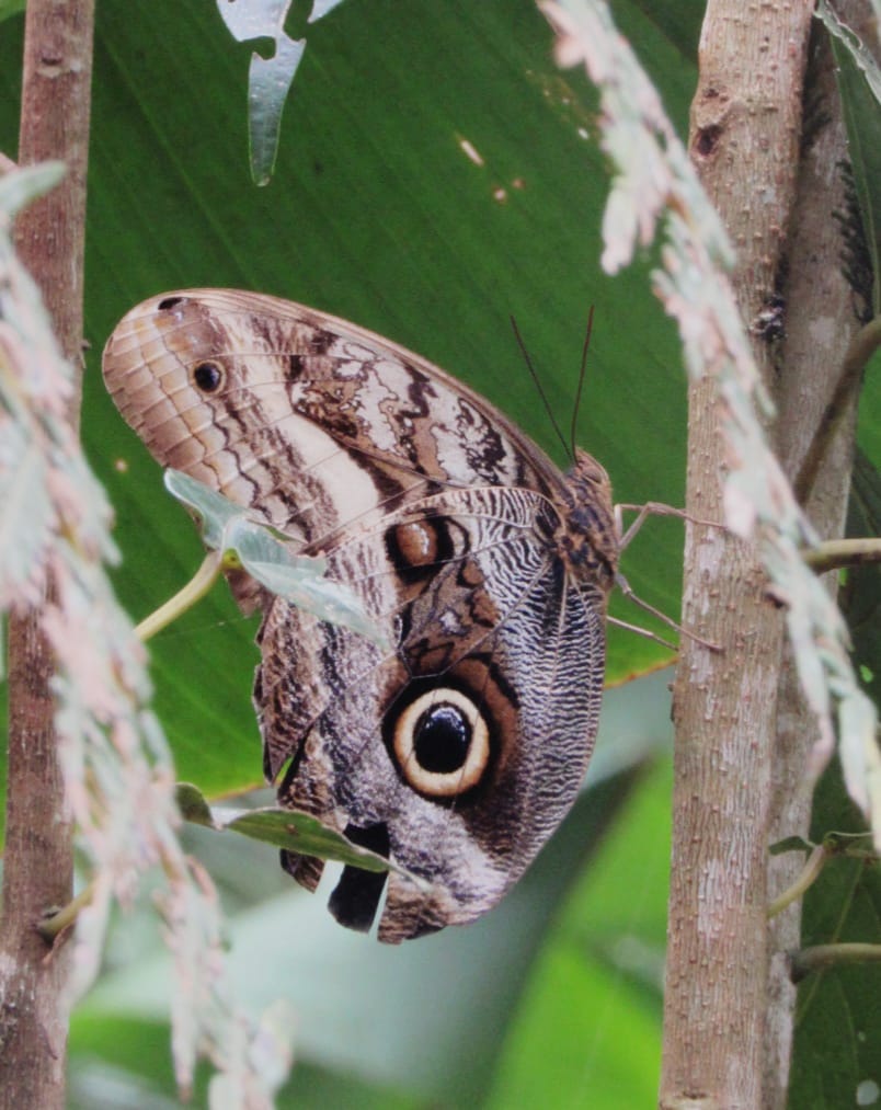 Fauna 2